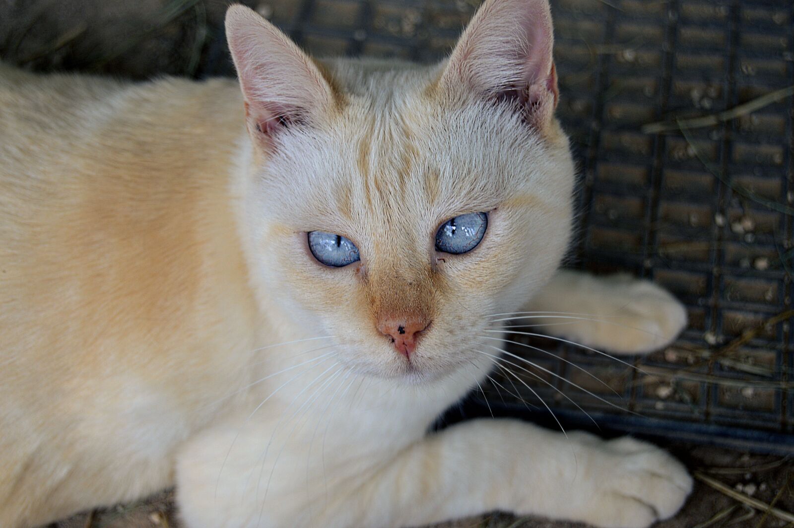 Nikon D3200 sample photo. Blue eyes, cat, eyes photography