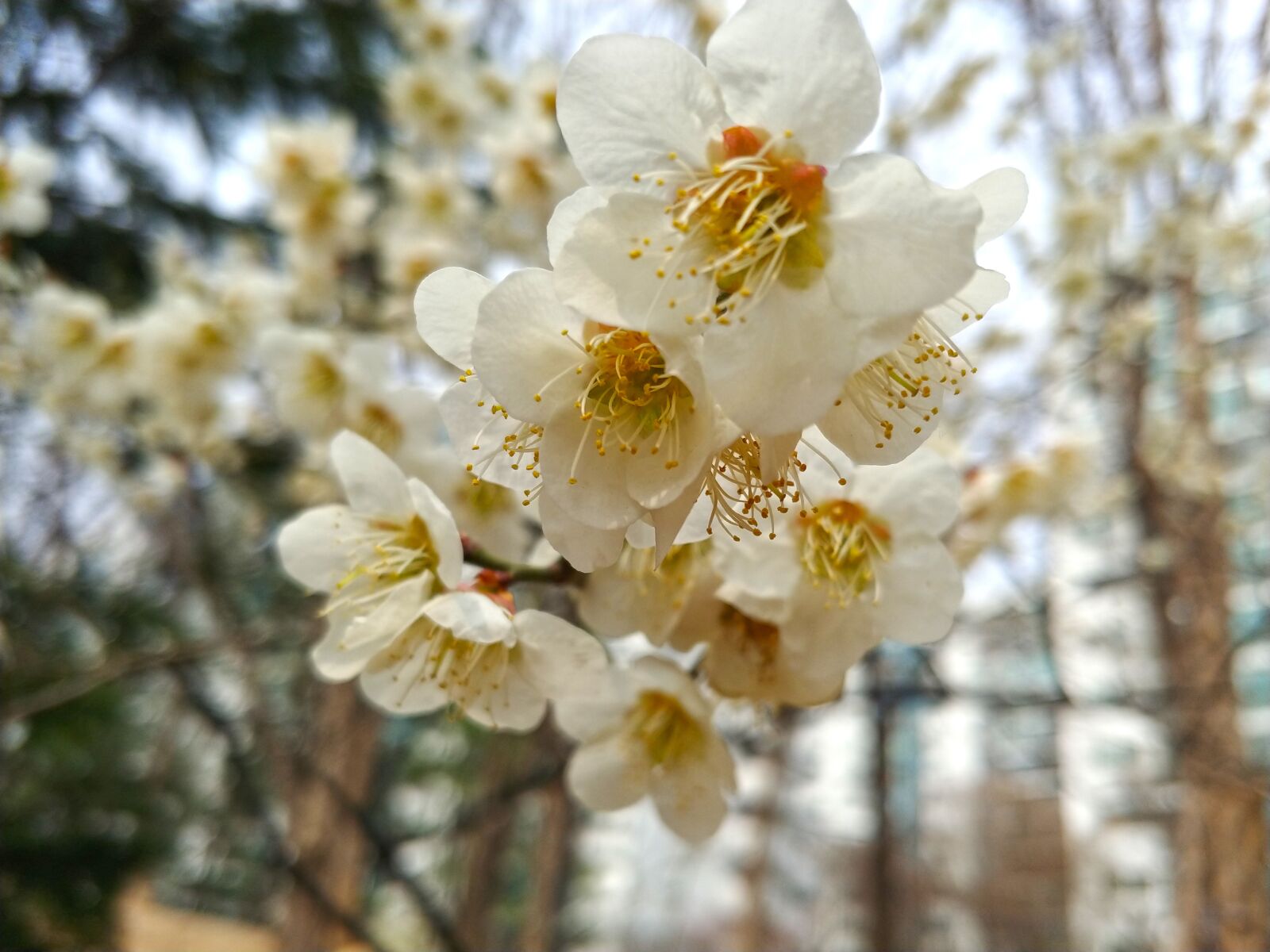 LG M-V300L sample photo. Cherry blossoms, nature, natural photography