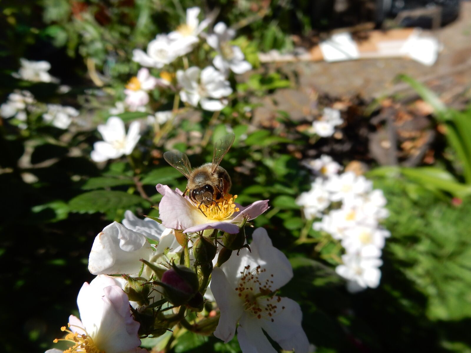 Nikon Coolpix S9900 sample photo. Honey, bee, collecting photography