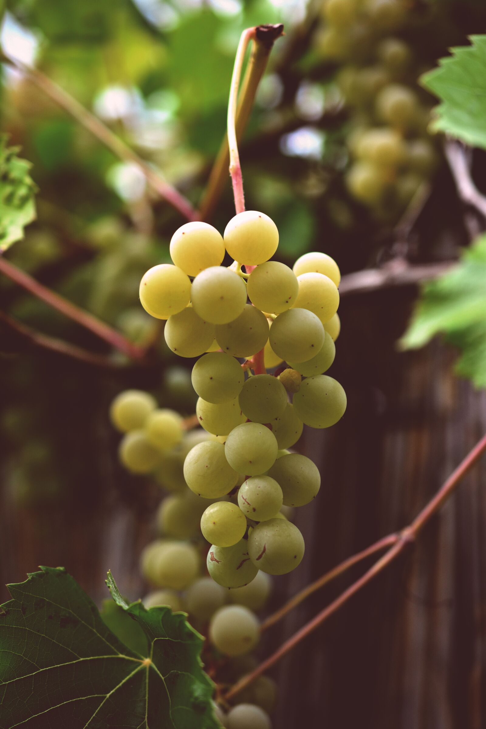 Nikon D5200 sample photo. Grapes, vine, grapevine photography