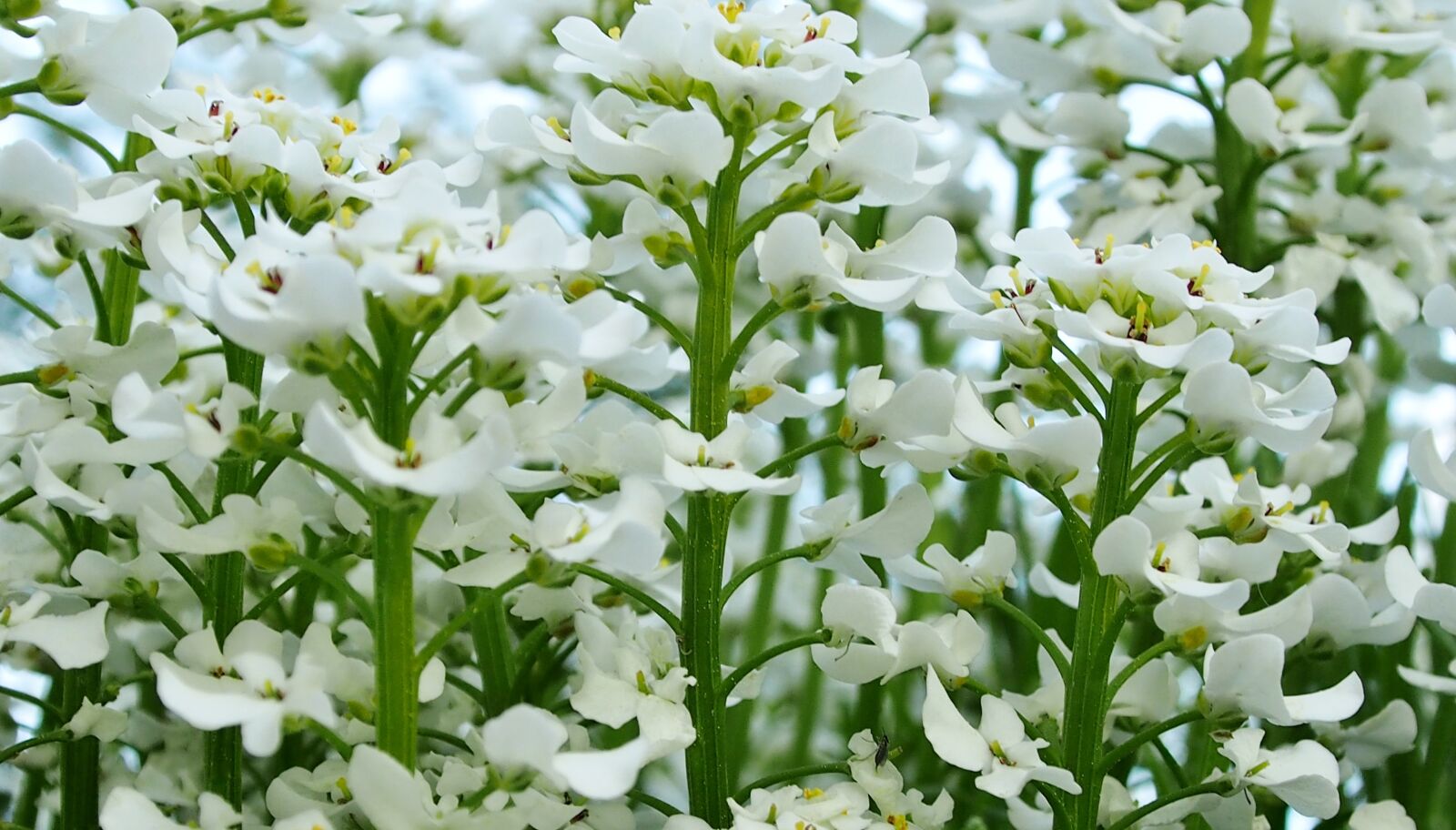 Olympus OM-D E-M5 sample photo. White blossom, spring, stone photography
