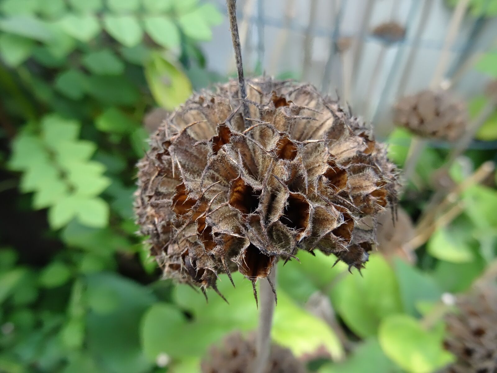 Sony DSC-HX50 sample photo. Seedless, plant, nature photography