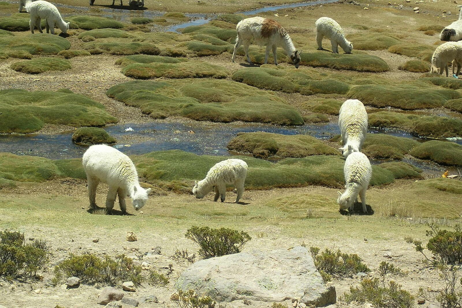 Olympus u810/S810 sample photo. Lama, vicuna, animals photography