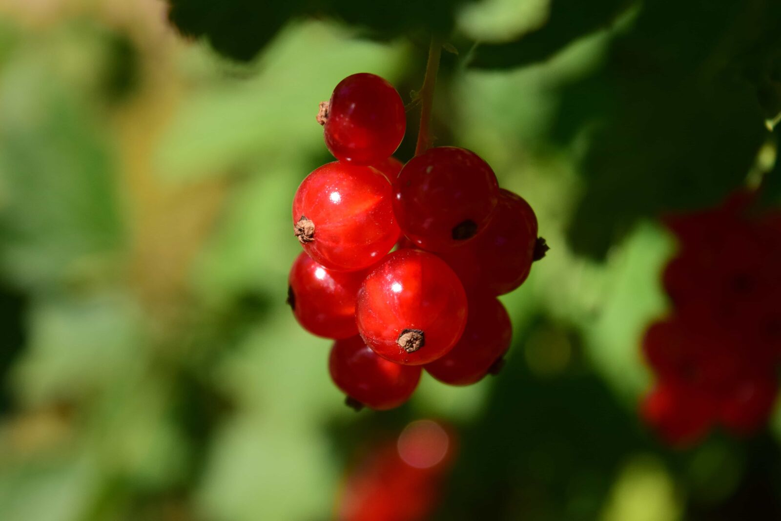 Nikon D3300 sample photo. Leaf, food, nature, berry photography