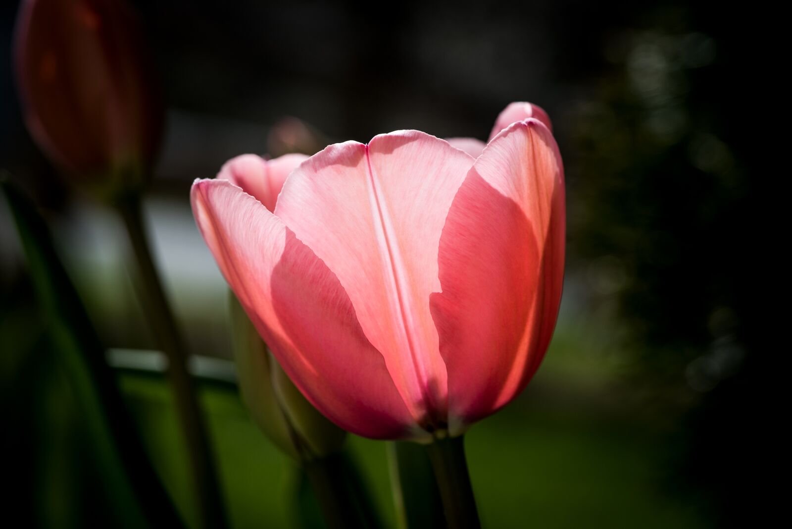 Nikon D750 sample photo. Tulip, flower, spring photography