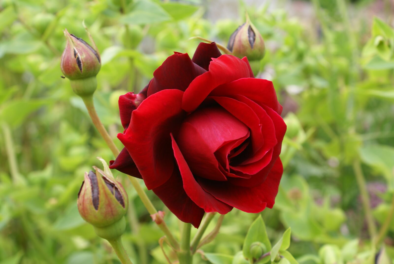 Sony Alpha DSLR-A100 sample photo. Rose, red, love photography