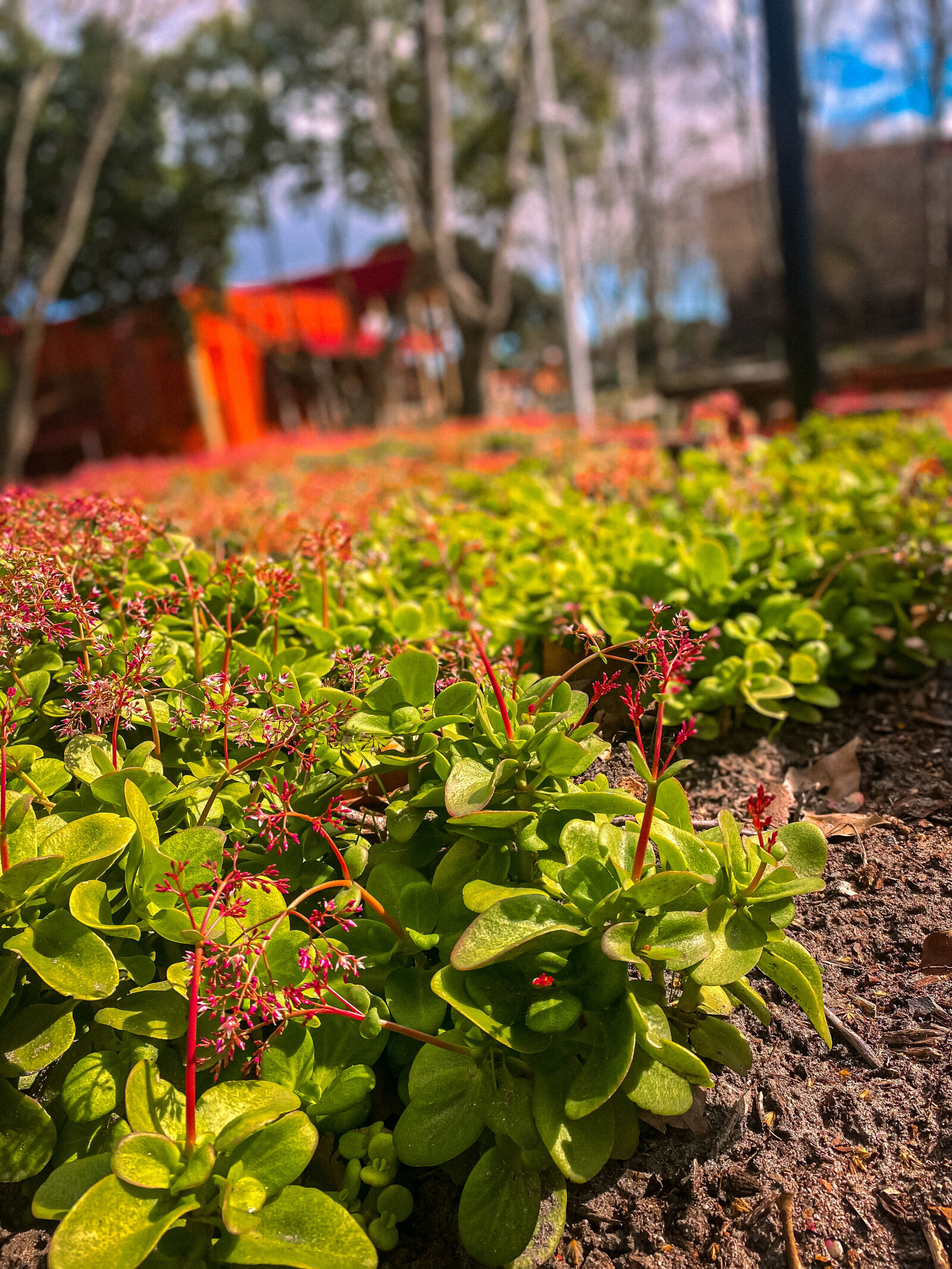 Apple iPhone 11 sample photo