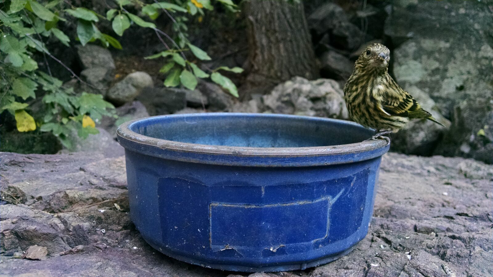 Motorola XT1080 sample photo. Bird, bowl photography