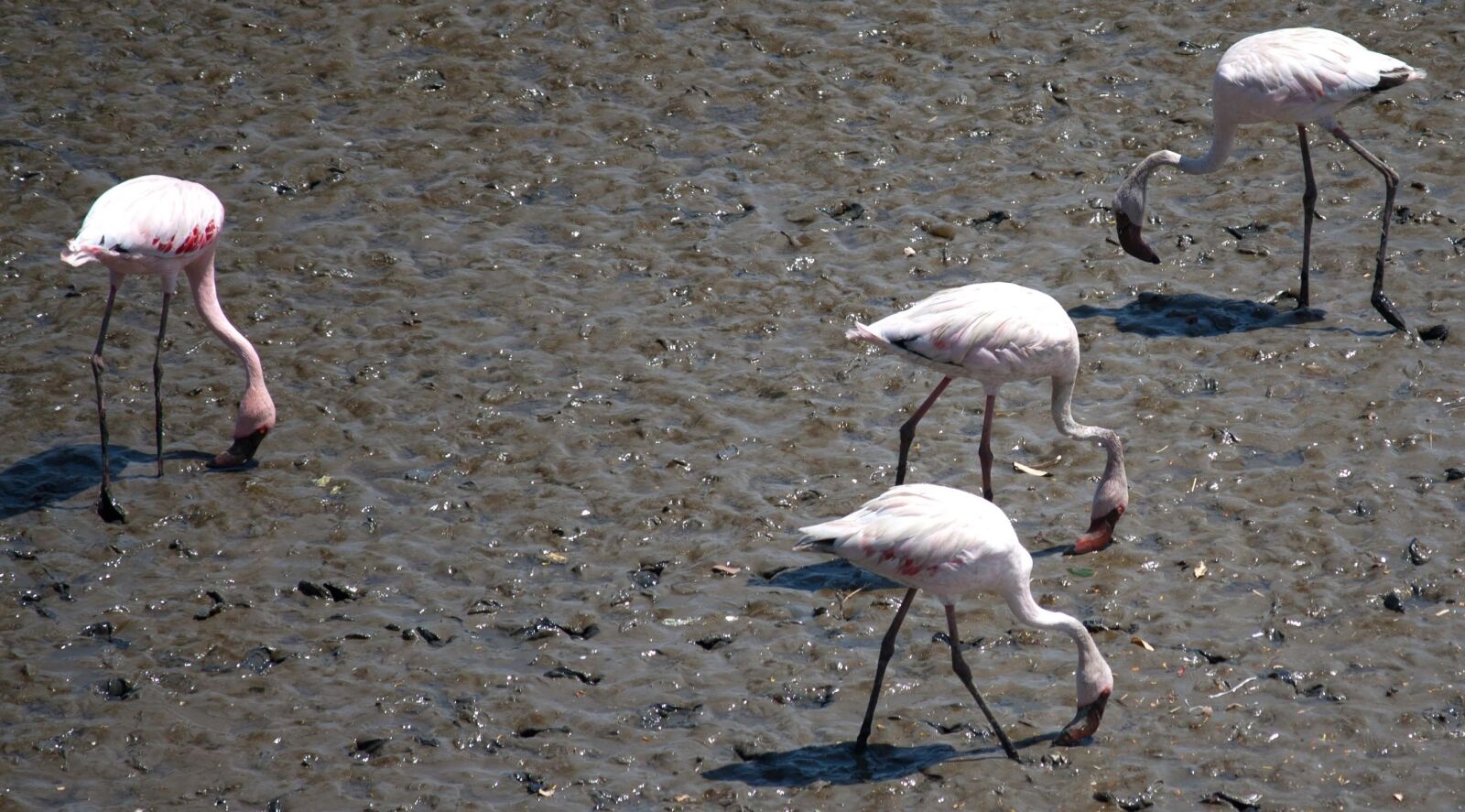Canon EOS 1000D (EOS Digital Rebel XS / EOS Kiss F) sample photo. Flamingo, bird, mud, bird photography