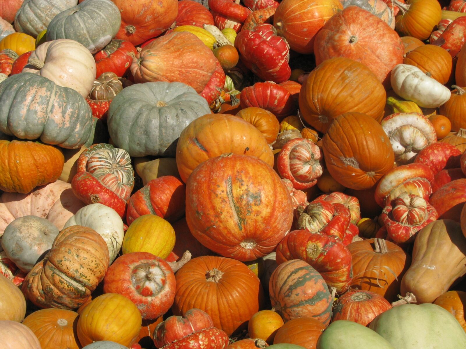 Canon POWERSHOT S5 IS sample photo. Pumpkin, fall, thanksgiving photography