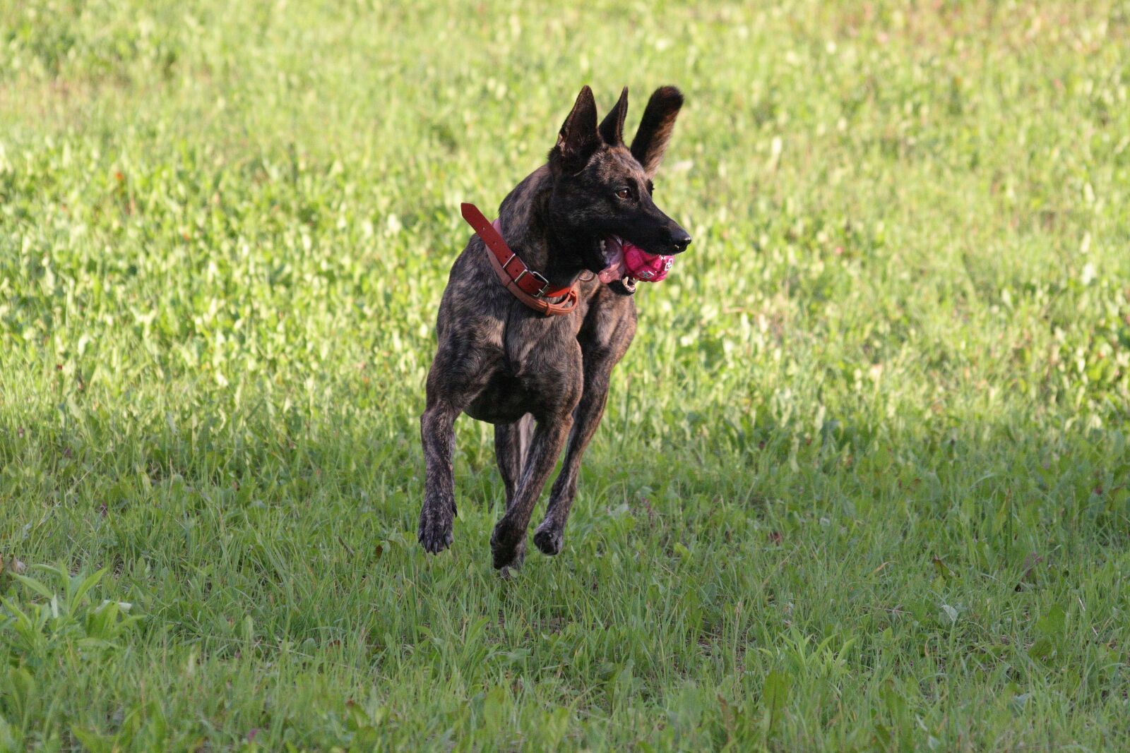 Canon EOS 400D (EOS Digital Rebel XTi / EOS Kiss Digital X) sample photo. Dog, nature, doggy photography
