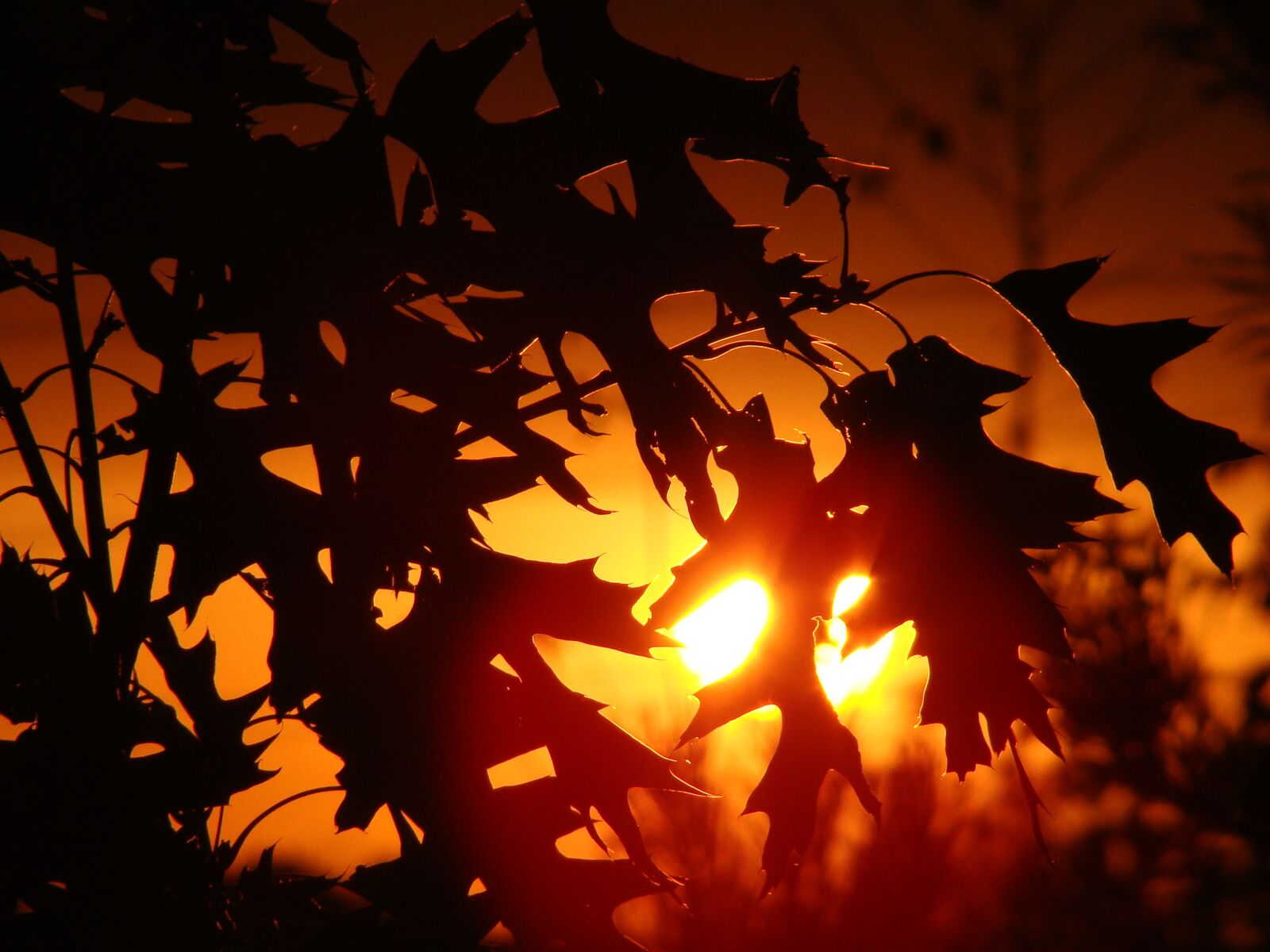 Sony Cyber-shot DSC-H50 sample photo. Sunset, tree, foliage photography