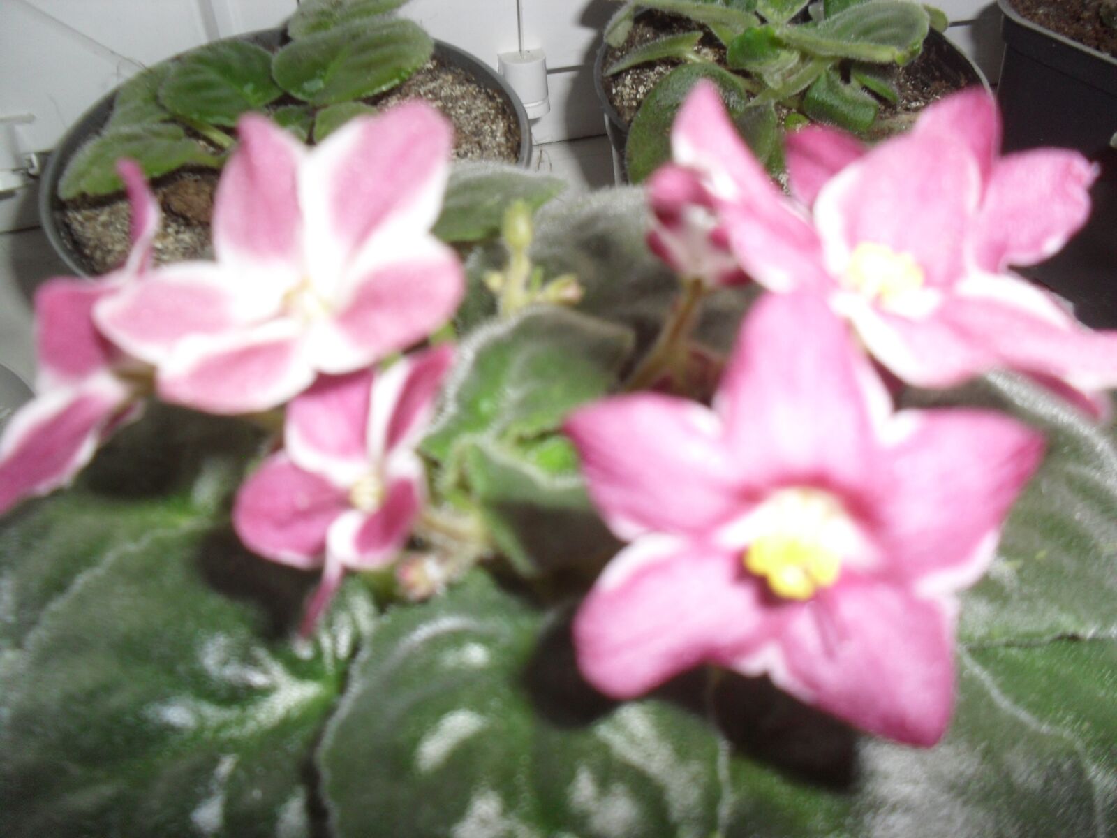 Samsung ES60 / VLUU ES60 /  SL105 /  ES63 sample photo. Pink-white, violet, potted photography