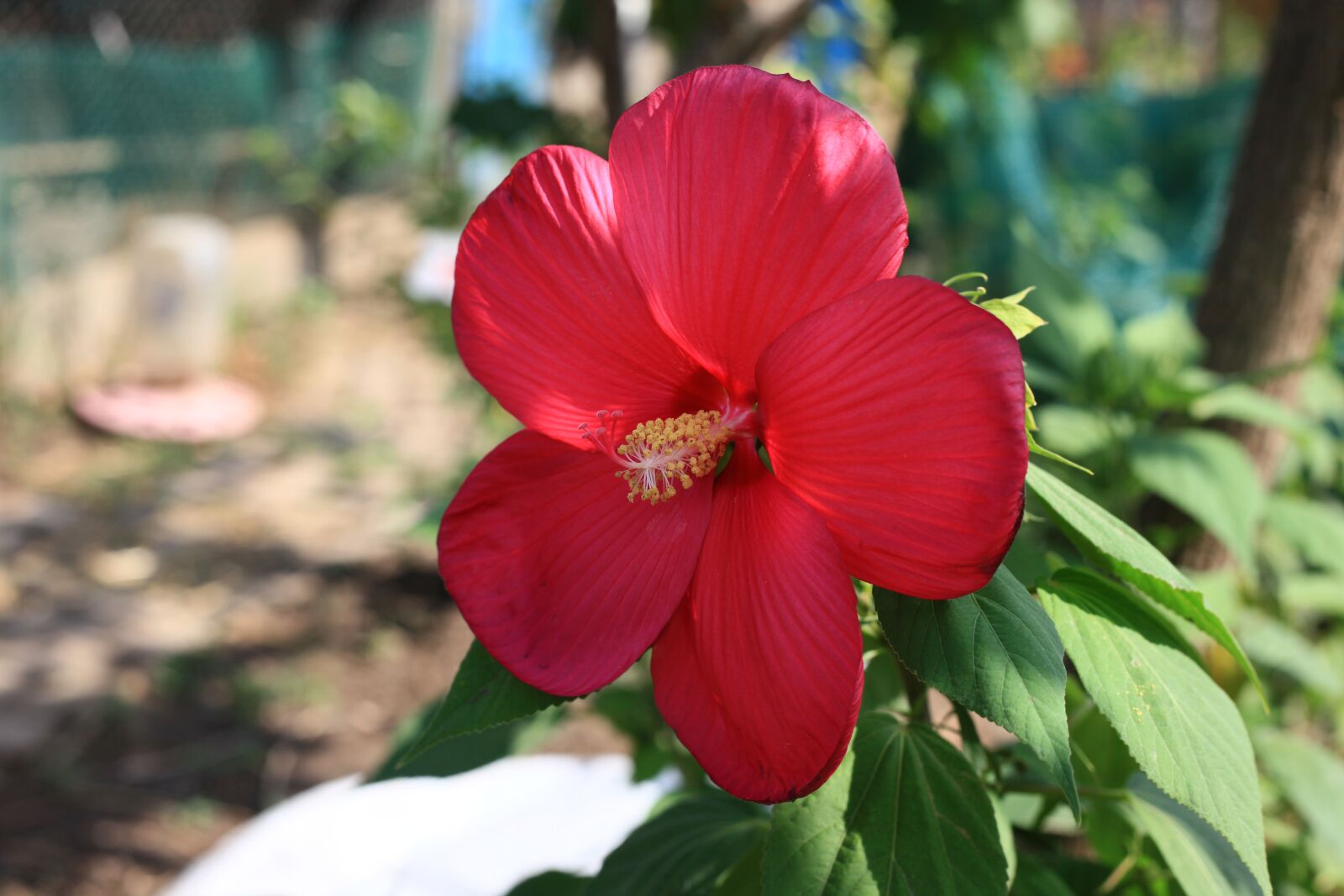 Canon EOS 5D Mark II sample photo. Red flower, summer flowers photography