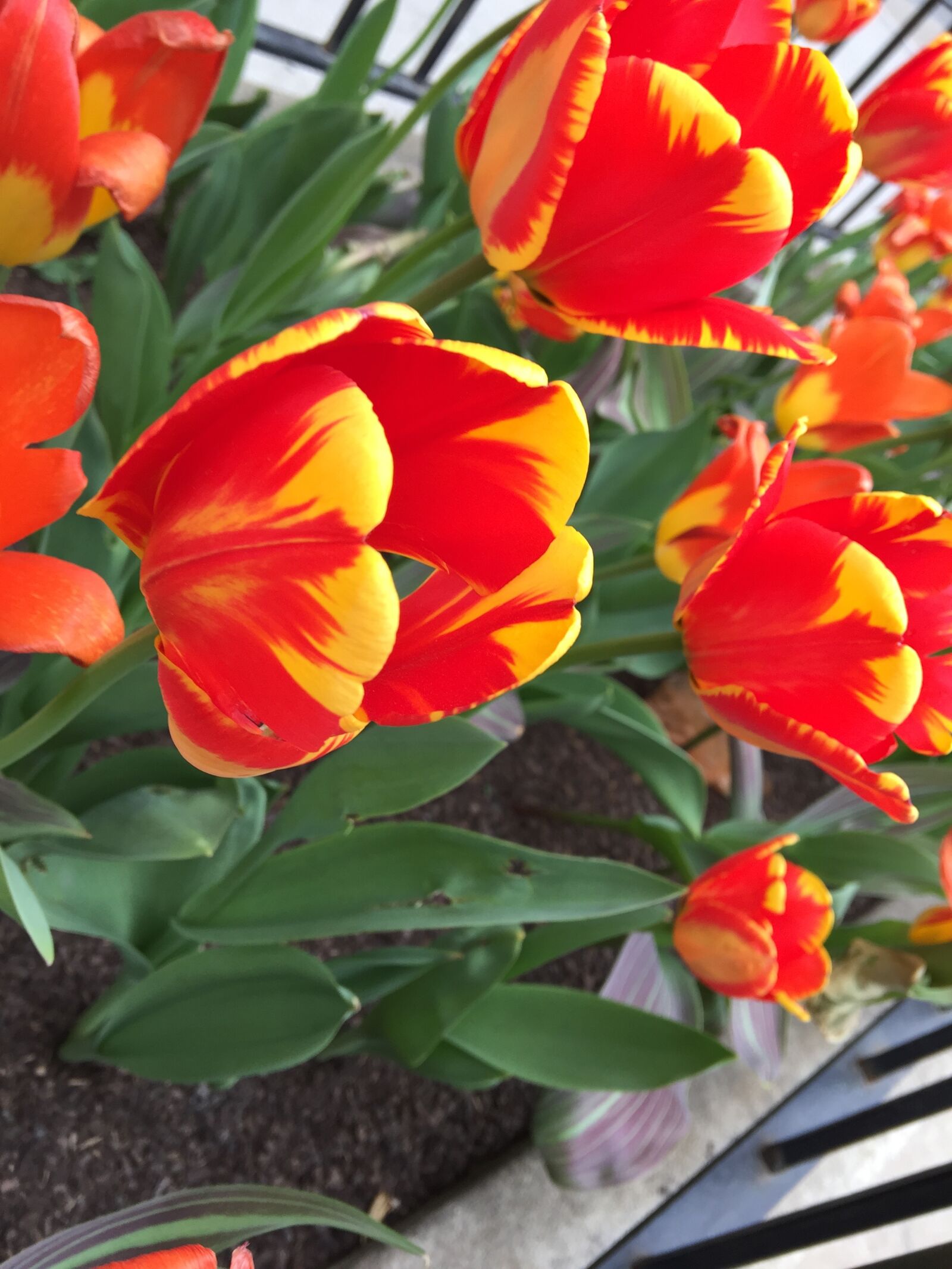 Apple iPhone 6 sample photo. Tulips, opening photography