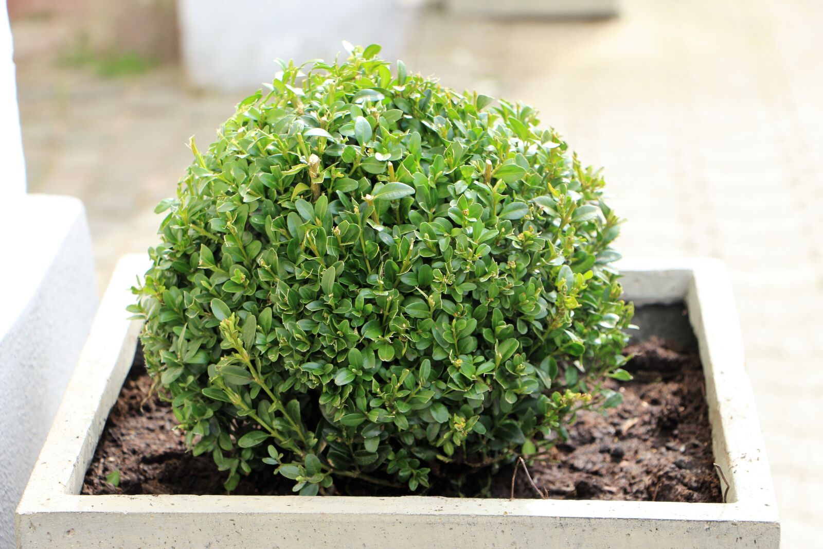 Canon EOS 700D (EOS Rebel T5i / EOS Kiss X7i) sample photo. Book, plant, container plant photography
