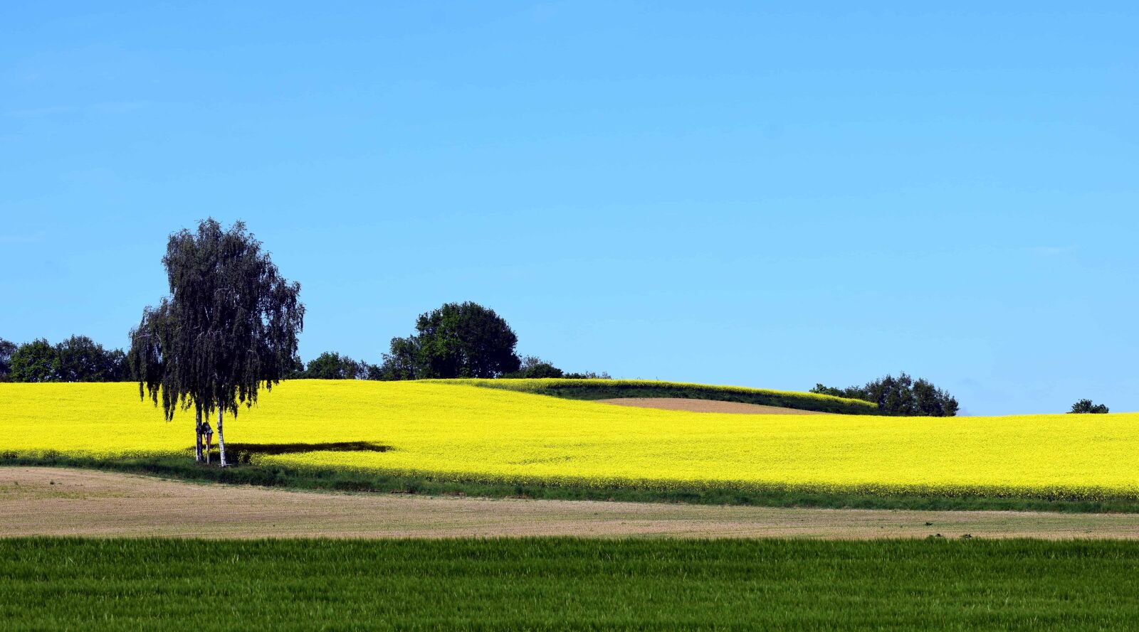 Nikon D3300 sample photo. Landscape, agriculture, nature, agriculture photography