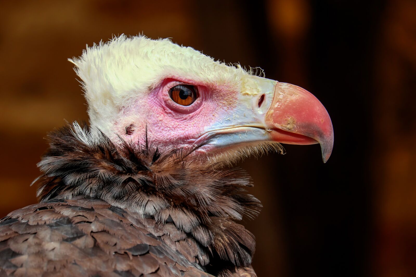 Fujifilm X-T10 + Fujifilm XC 50-230mm F4.5-6.7 OIS sample photo. Wool head vulture, vulture photography