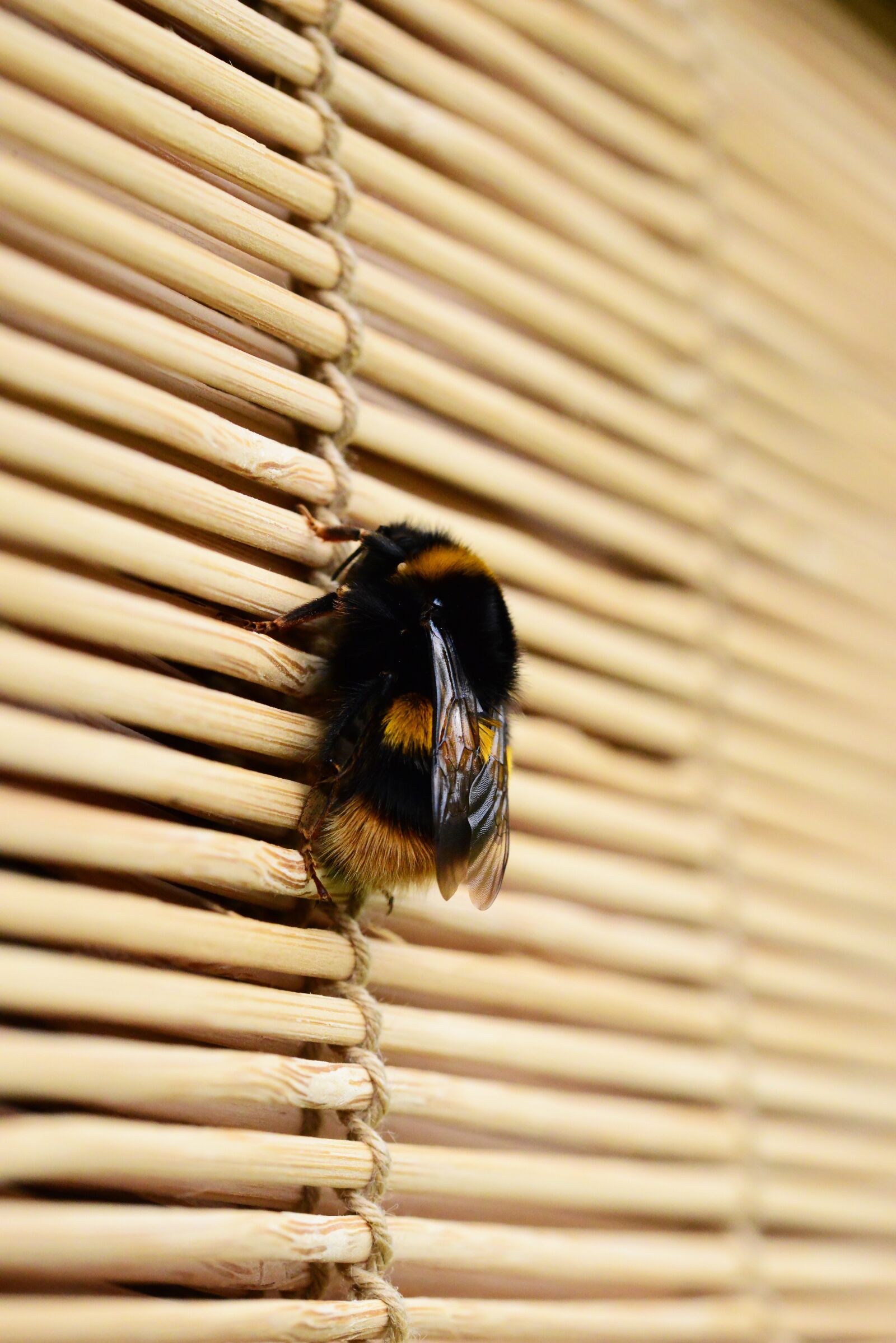 Nikon D800 sample photo. Bee, bumblebee, pollinator photography