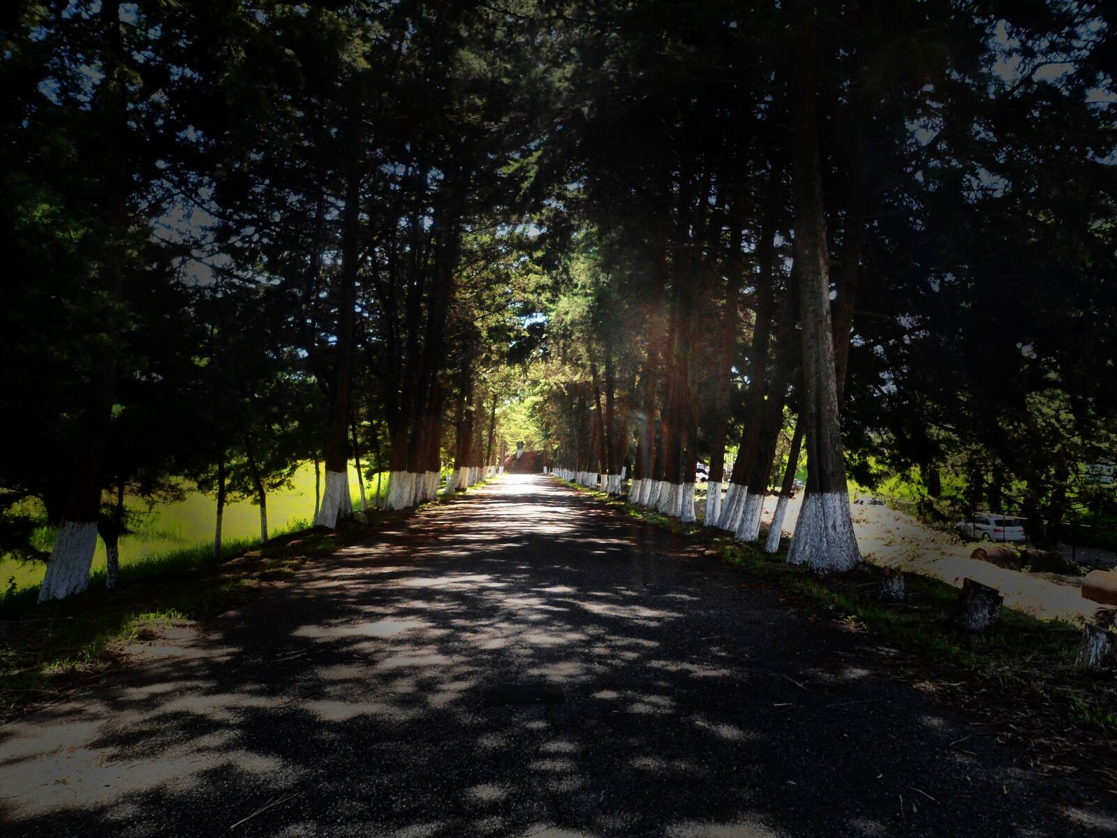Samsung PL120,PL121 / VLUU PL120,PL121 sample photo. Path, street, forest photography