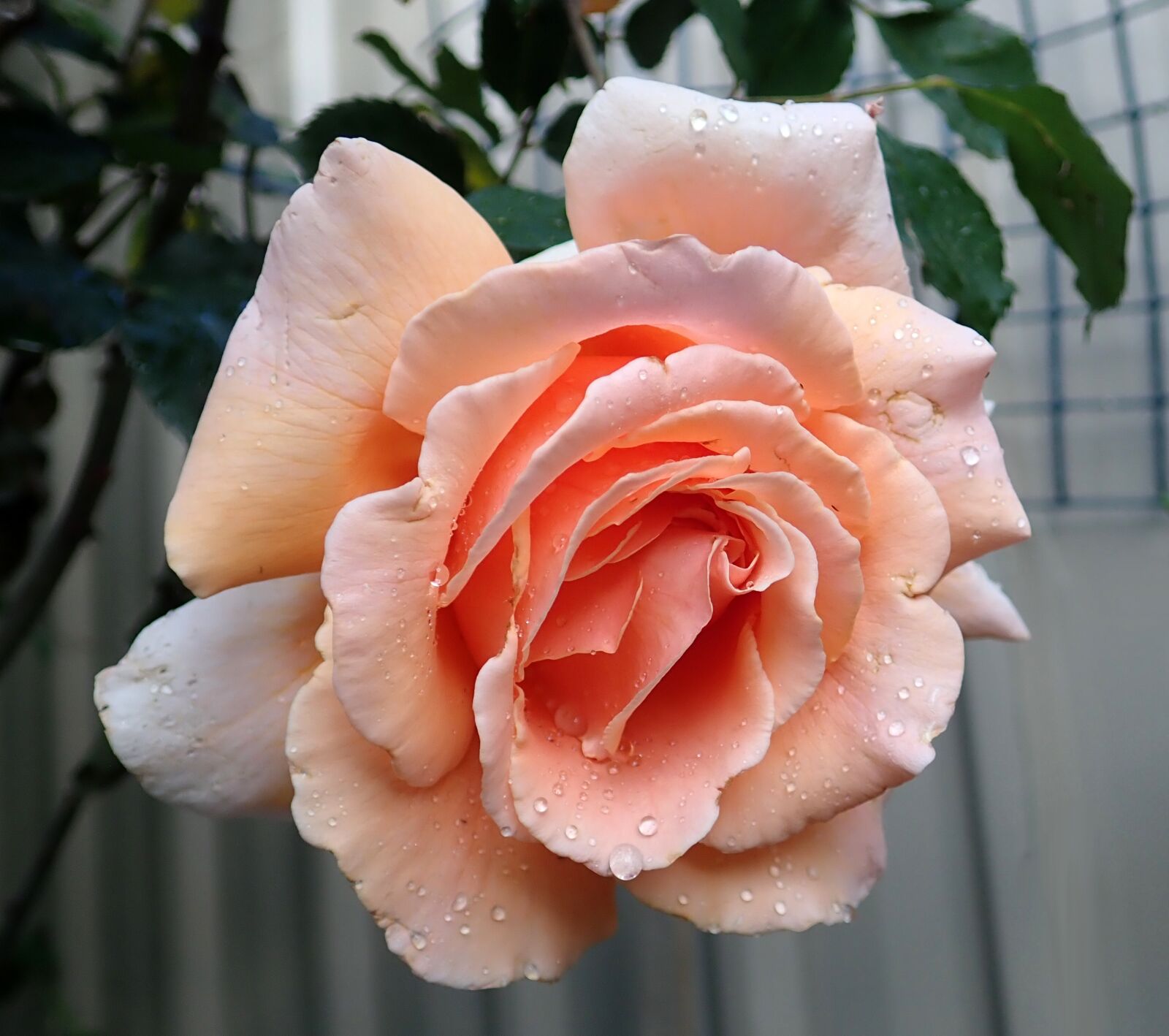 Olympus TG-5 sample photo. Flower, rose, apricot photography