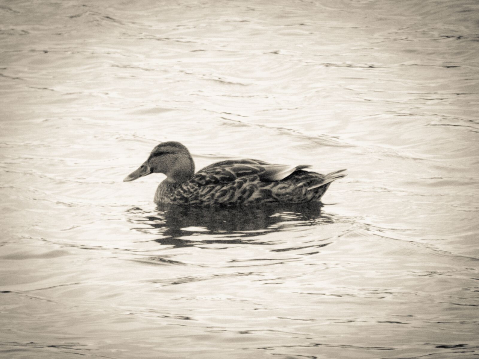 Panasonic Lumix DC-FZ80 (Lumix DC-FZ82) sample photo. Duck, water, split toning photography