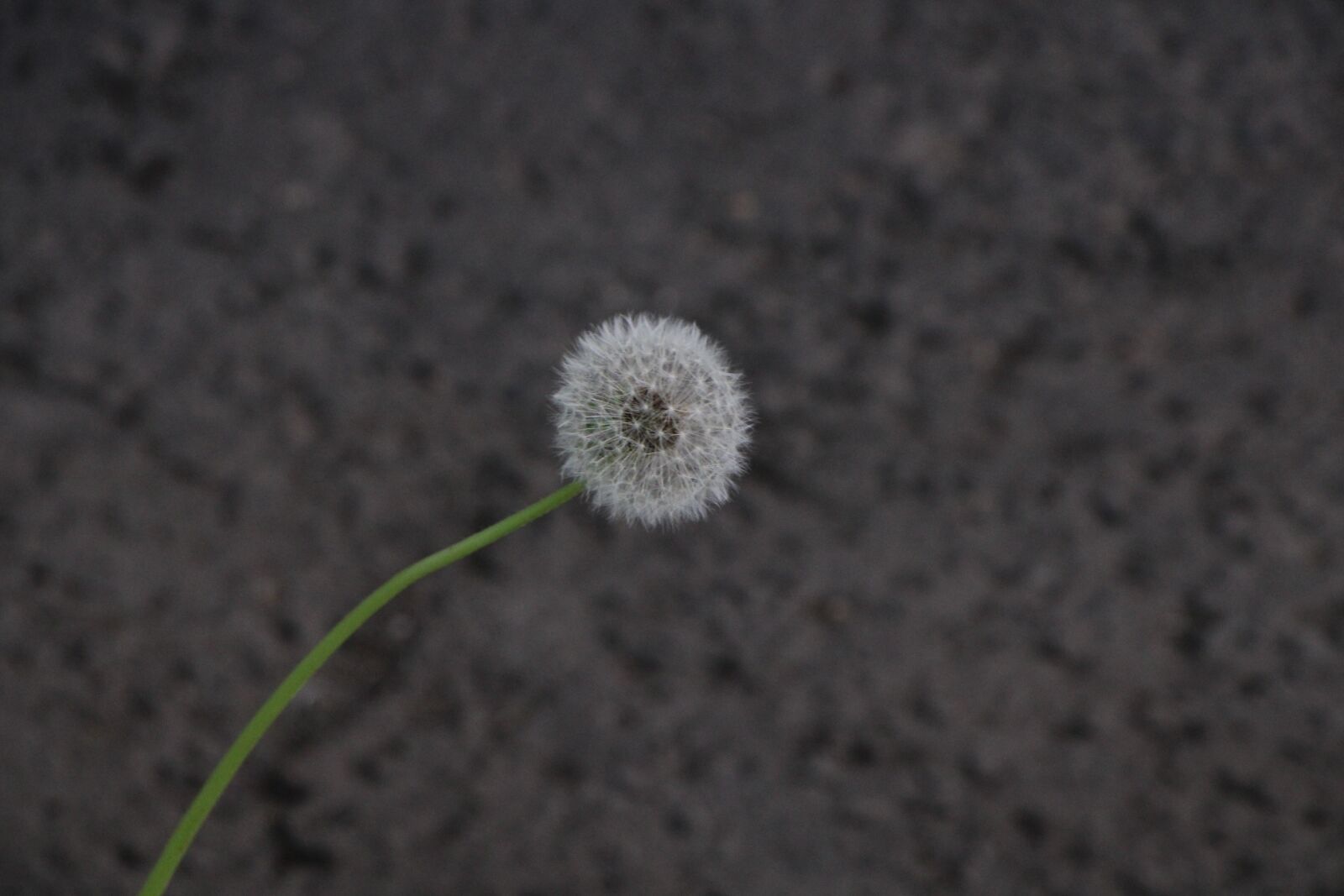 Canon EOS 2000D (EOS Rebel T7 / EOS Kiss X90 / EOS 1500D) sample photo. Dandelion, black background, nature photography