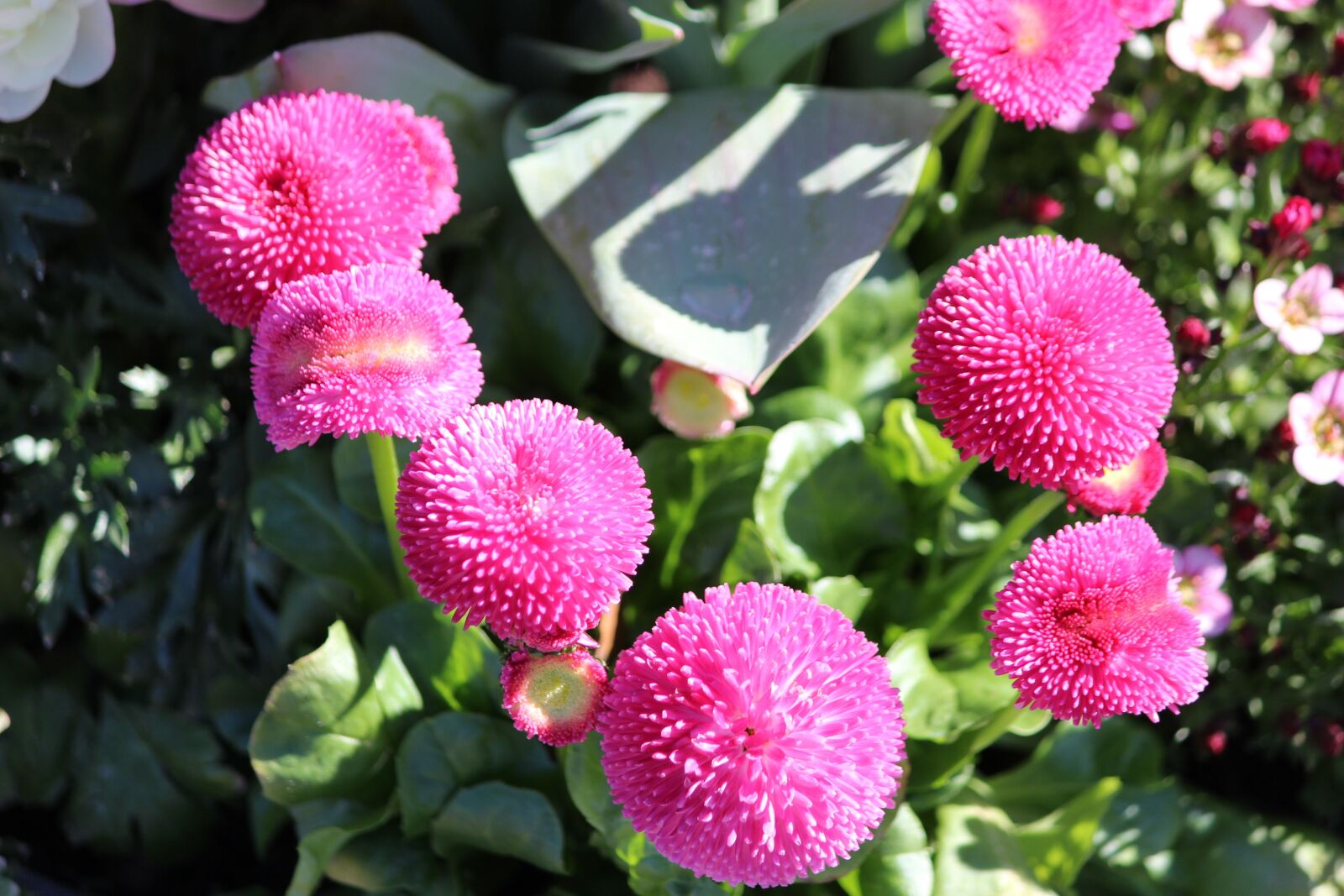 Canon EOS 600D (Rebel EOS T3i / EOS Kiss X5) sample photo. Flower, blossom, bloom photography