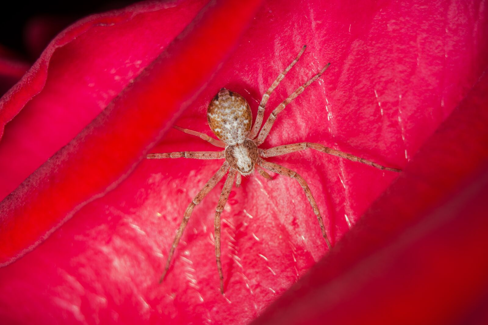 Nikon D7200 sample photo. Flower, nature, spider photography