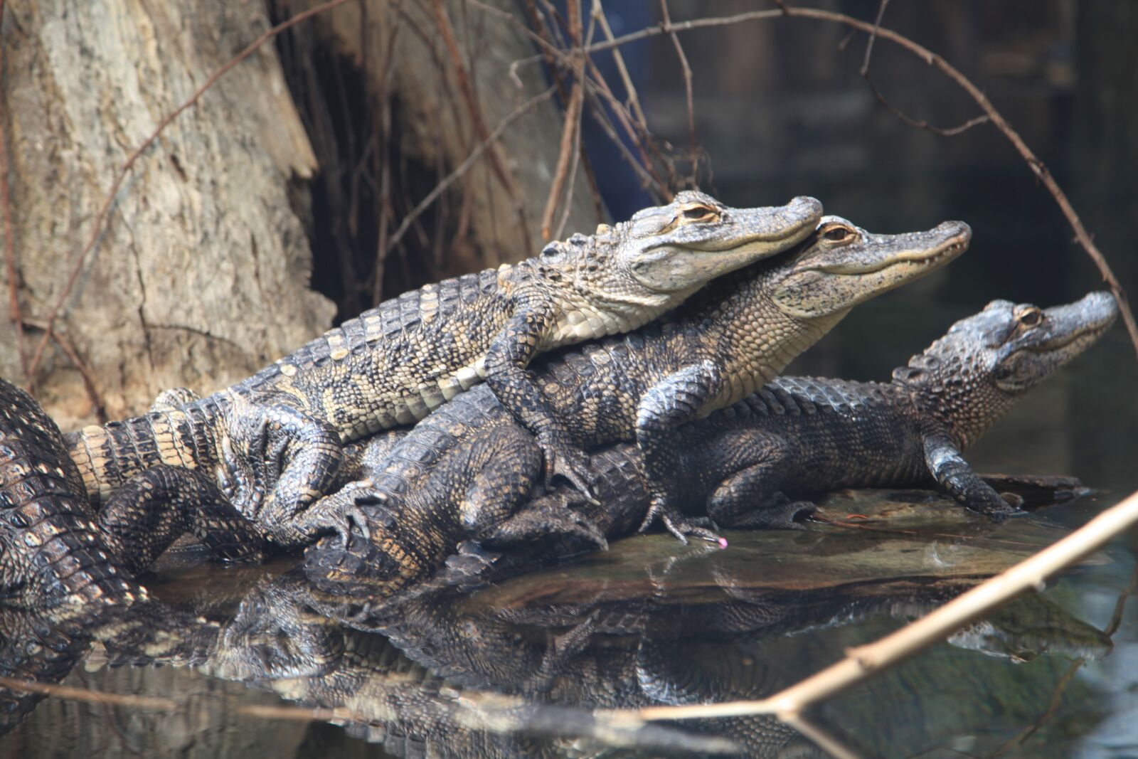 Canon EOS 5D Mark II sample photo. Alligator, animals, predator photography