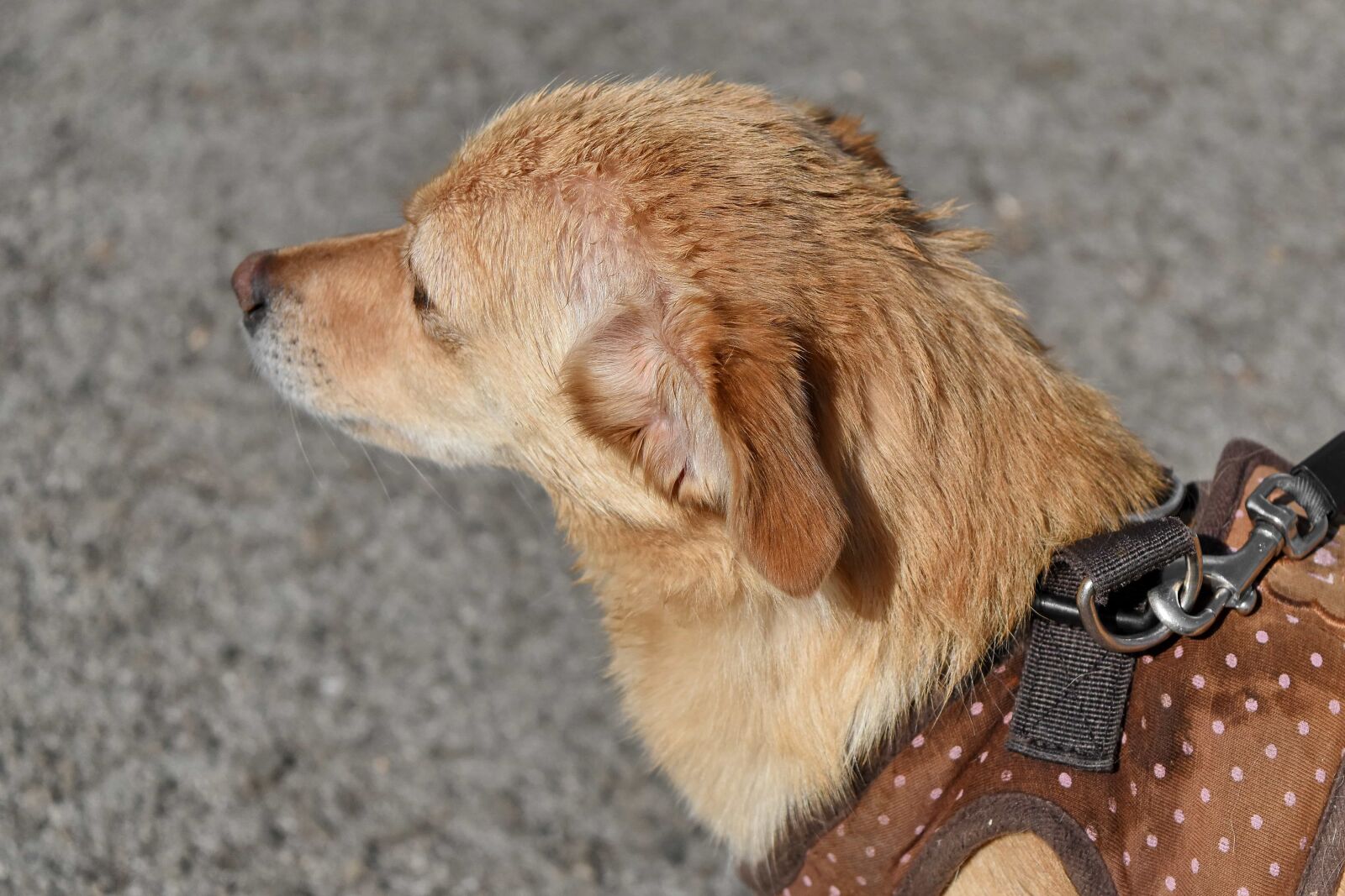 Nikon D5500 sample photo. Dog, canine, puppy, animal photography