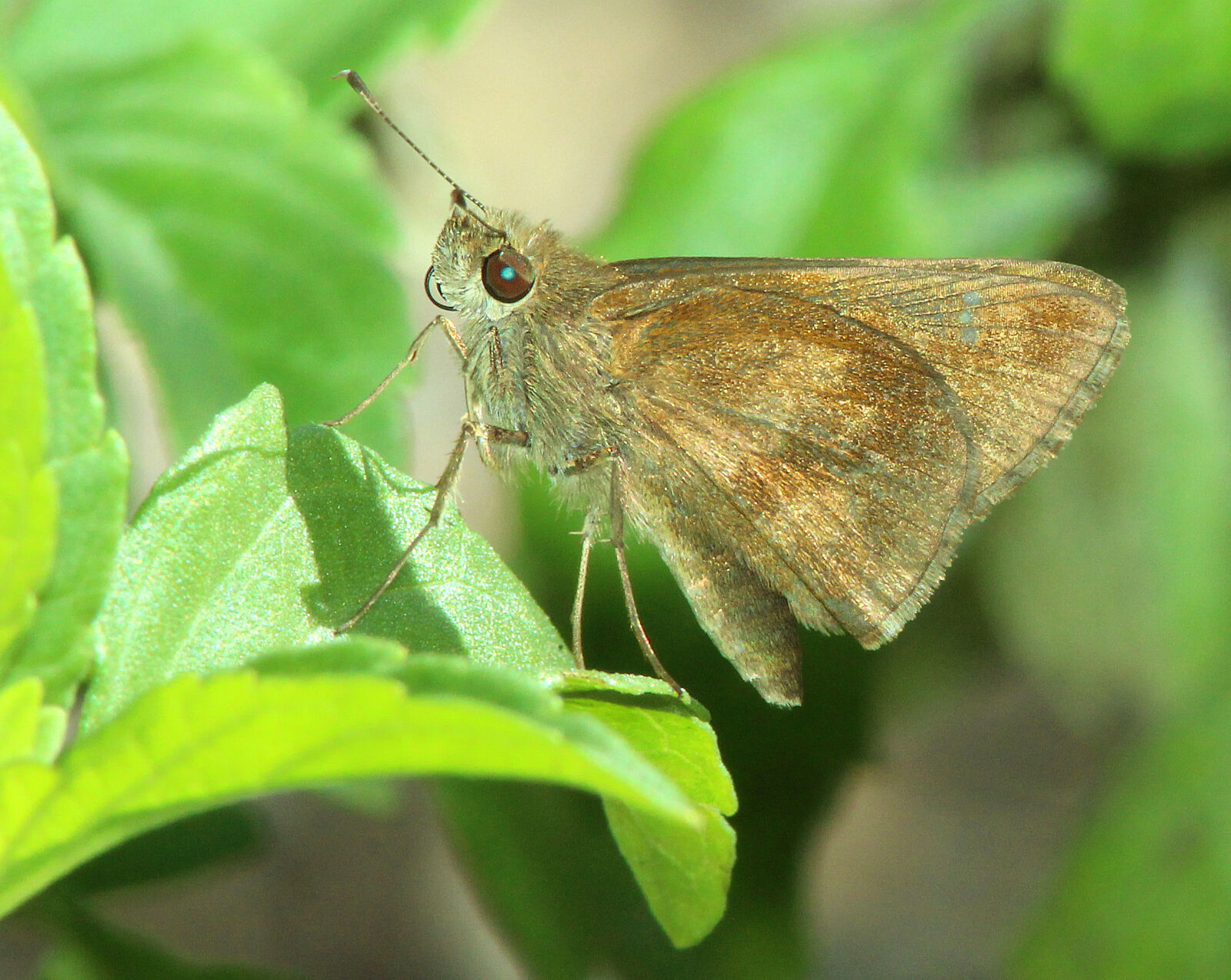 Canon EF 300mm F4L IS USM sample photo