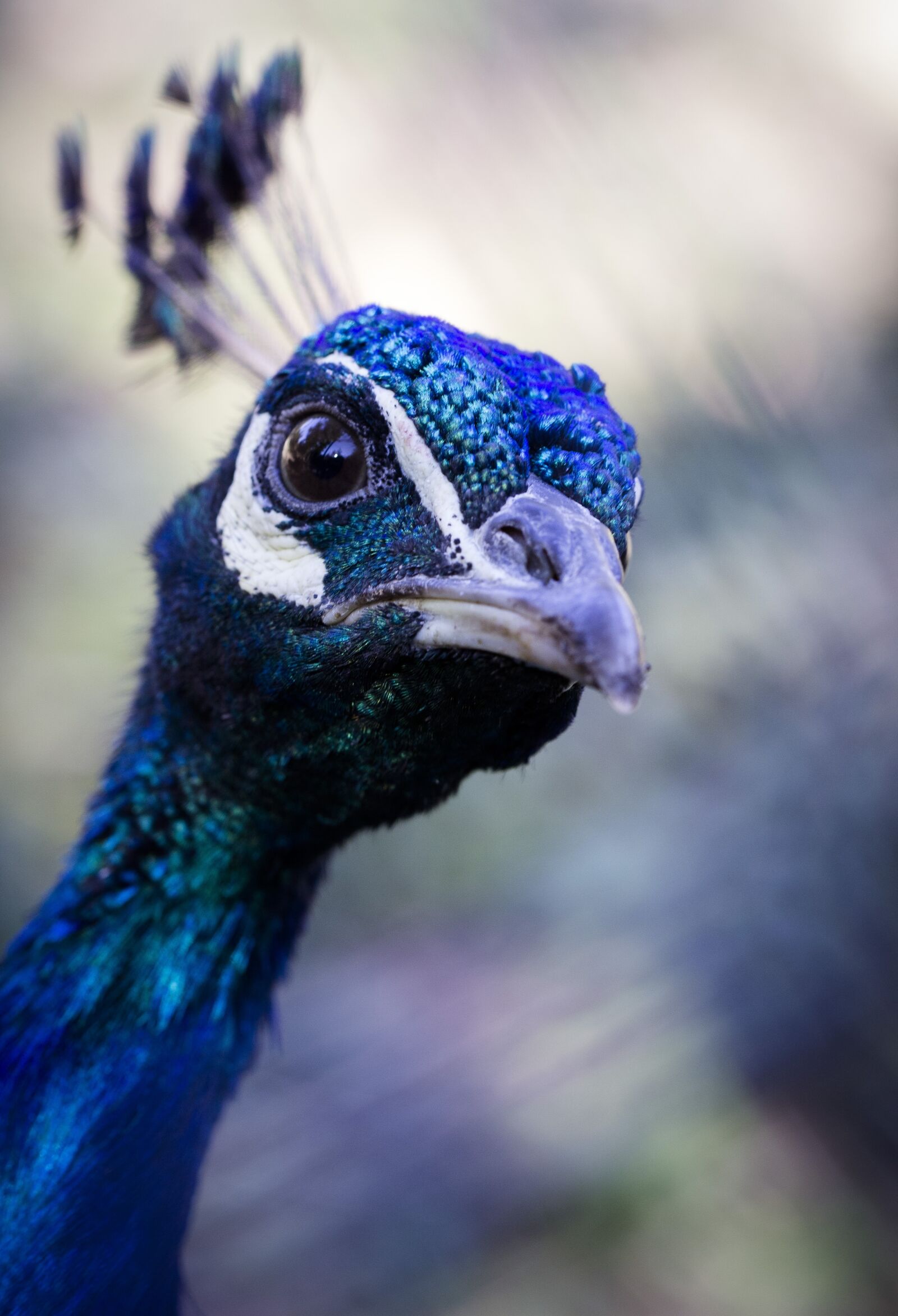 Canon EF 100mm F2.8L Macro IS USM sample photo. Peacock, movement, color photography