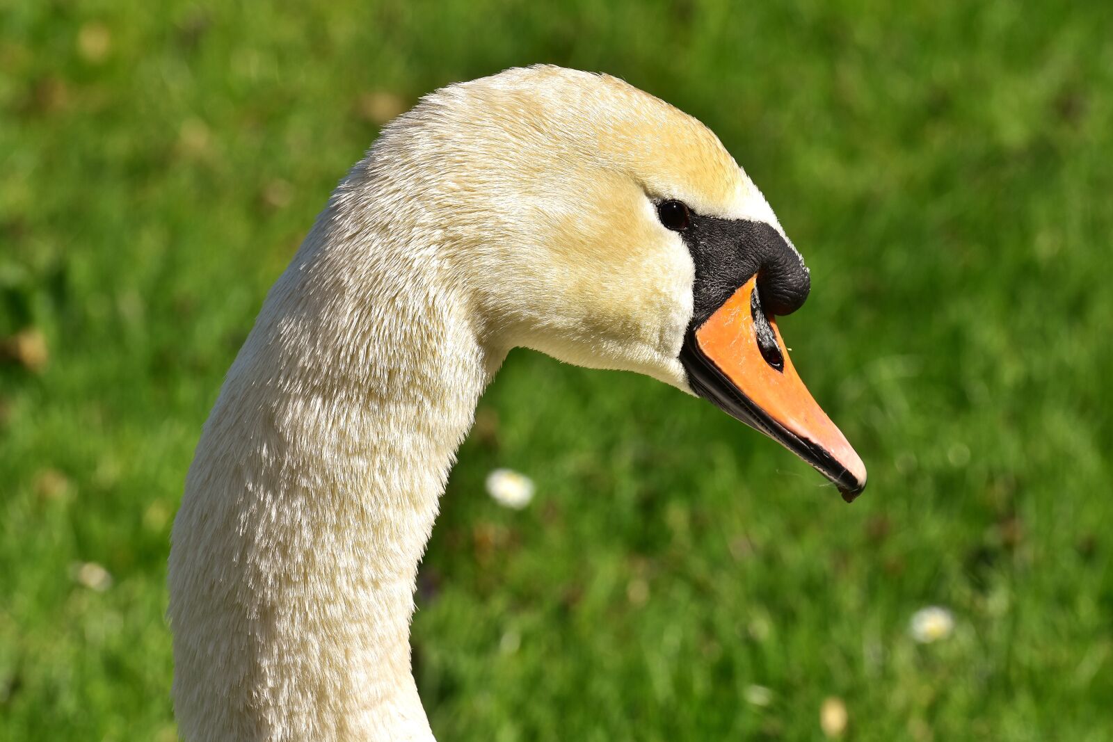 Nikon D7200 sample photo. Swan, water bird, plumage photography