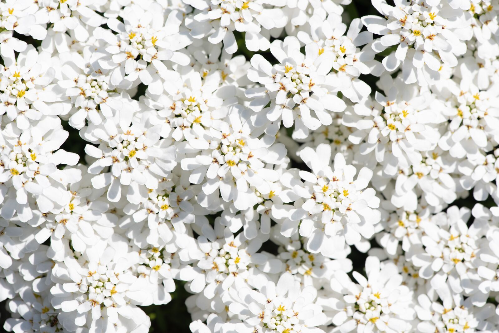Nikon D750 sample photo. Flowers, white, cushion flowers photography