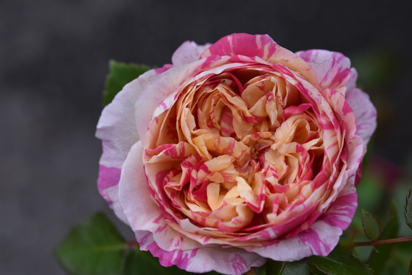 Nikon D5600 sample photo. Flower, pink, rose in photography