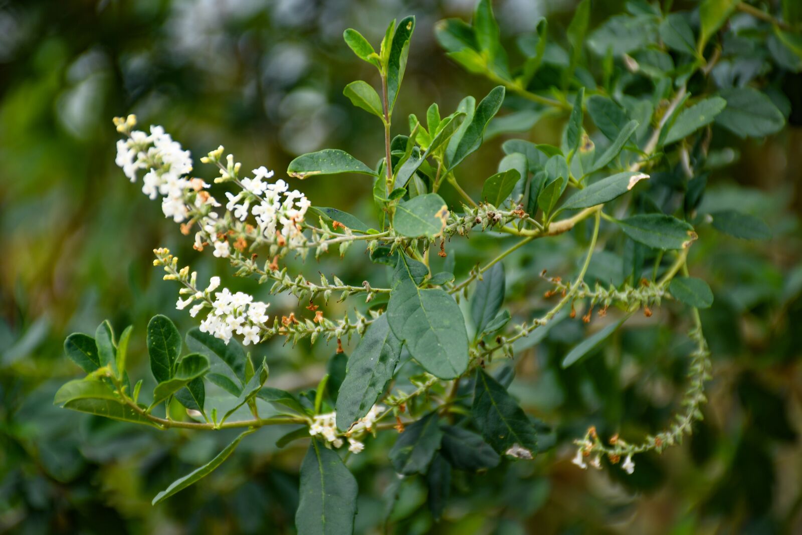 Nikon D7500 sample photo. Nature, forest, flowers photography
