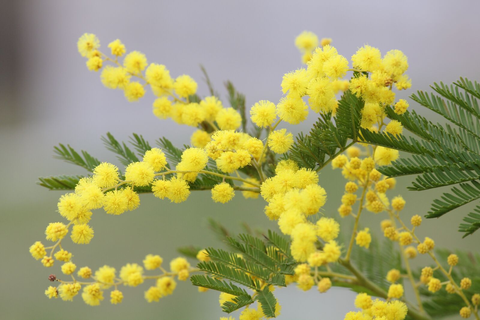 Canon EOS 550D (EOS Rebel T2i / EOS Kiss X4) sample photo. Mimosa, yellow flower, spring photography
