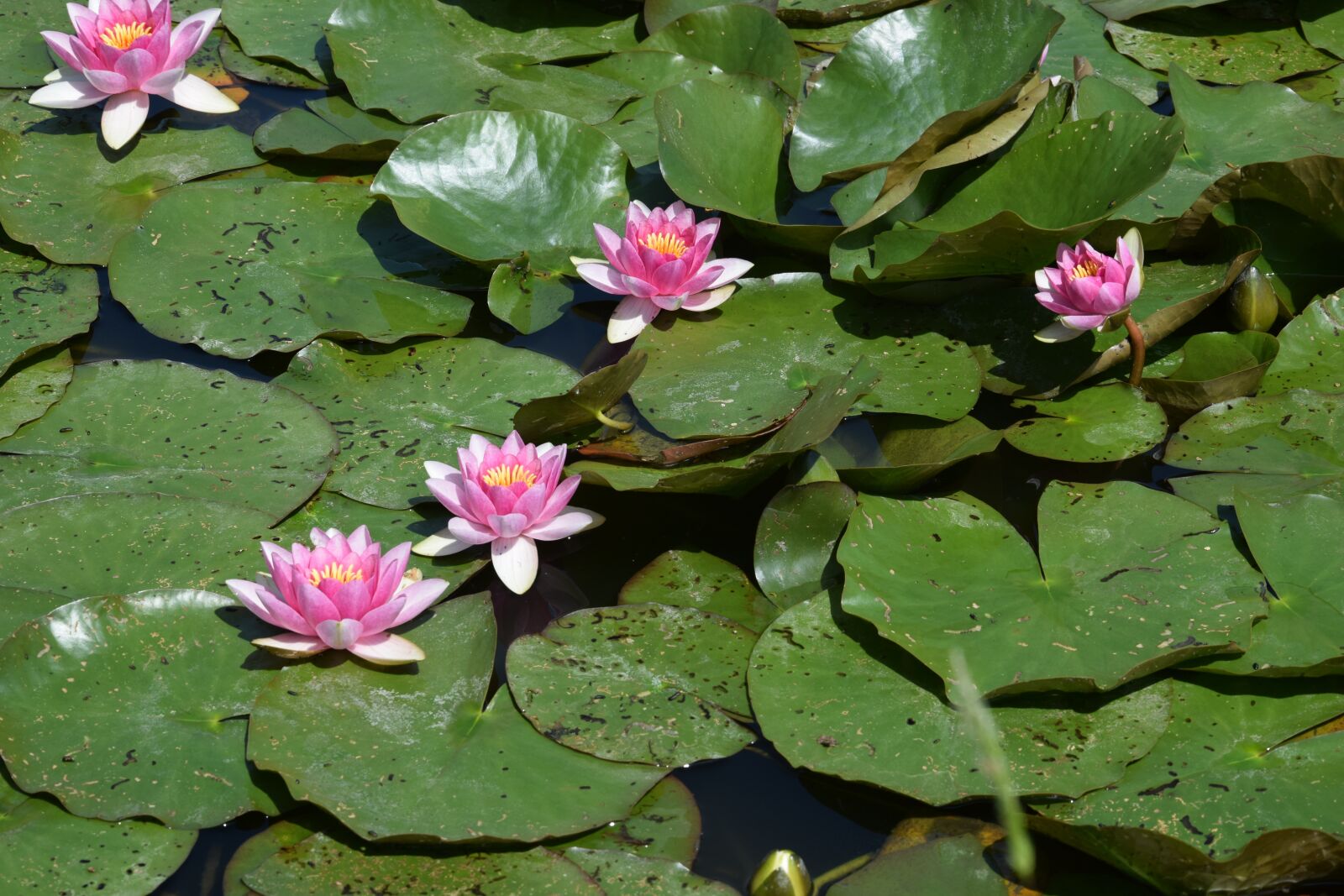 Nikon D5300 sample photo. Nature, water plants, flower photography