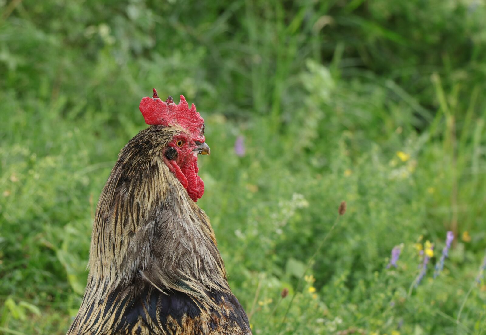 Canon EF-S 18-135mm F3.5-5.6 IS USM sample photo. Haan, bird, poultry photography