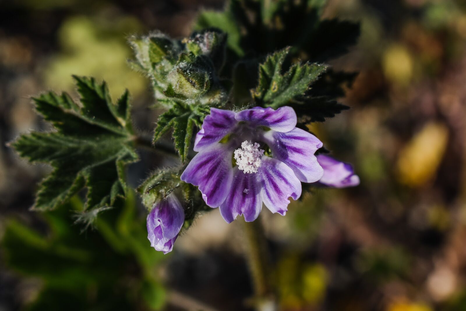 Nikon D3300 sample photo. Malva sylvestris, wildflower, nature photography