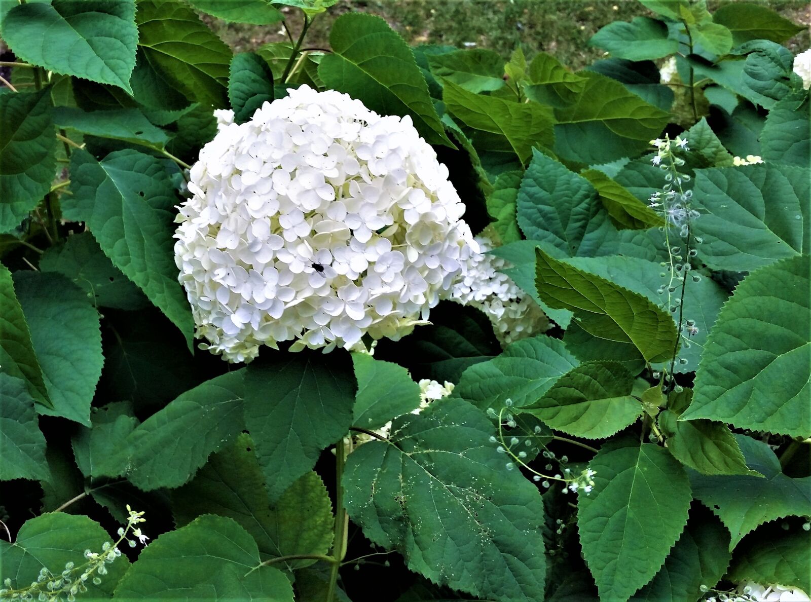 Samsung Galaxy S5 sample photo. Flower, white, spring photography