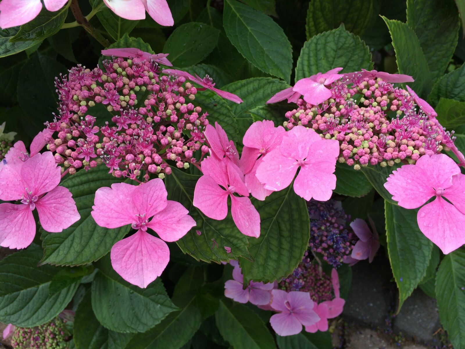 iPhone 5s back camera 4.15mm f/2.2 sample photo. Flower, lacecap, hydrangea photography