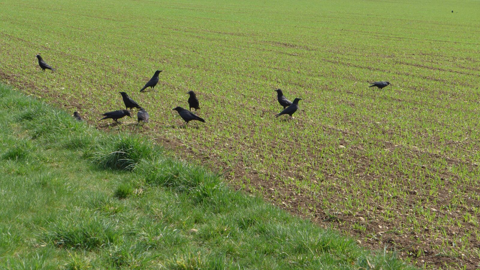 Panasonic Lumix DMC-LX7 sample photo. Rooks, field, birds photography