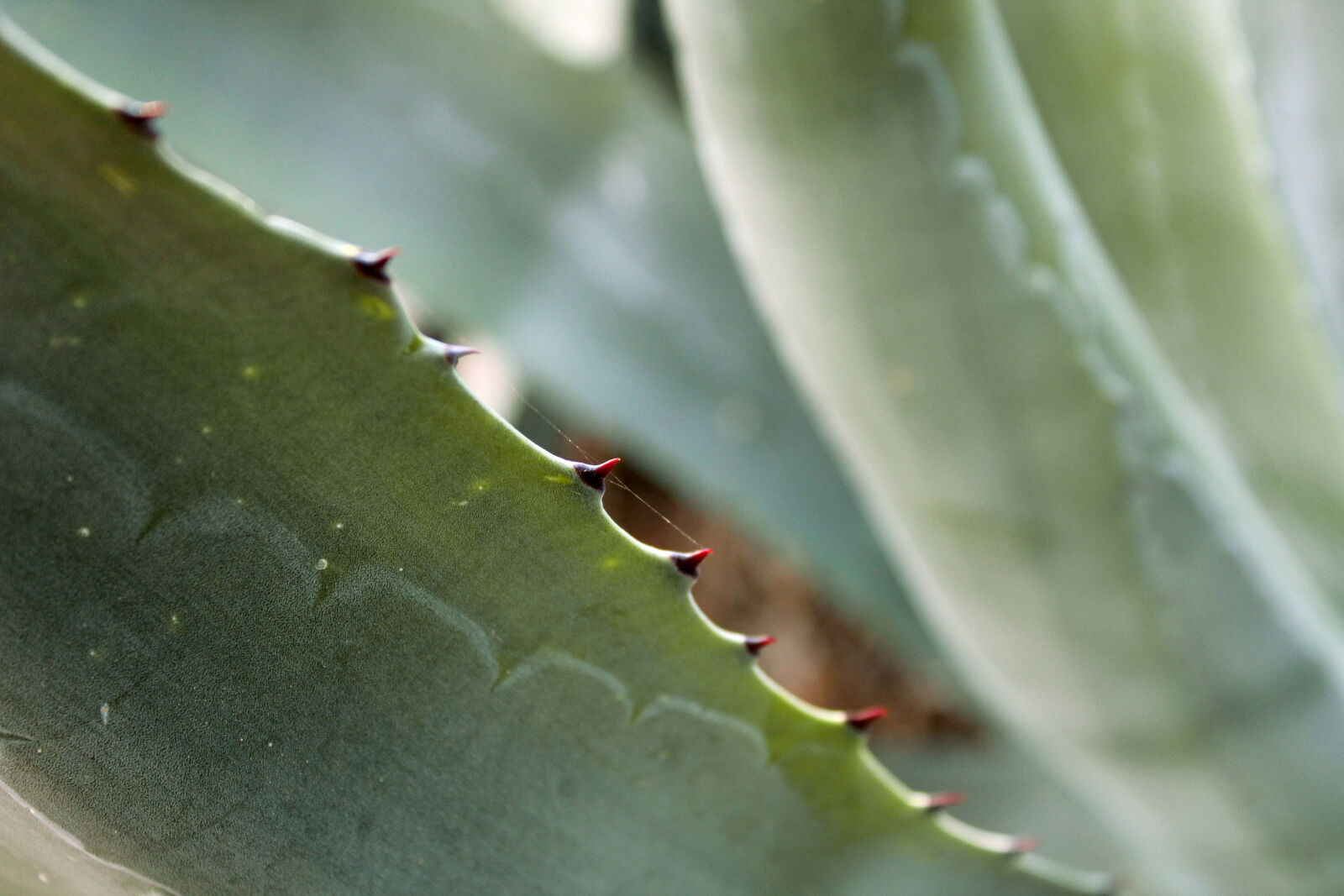 Canon EOS 1300D (EOS Rebel T6 / EOS Kiss X80) sample photo. Background, green, grow, macro photography