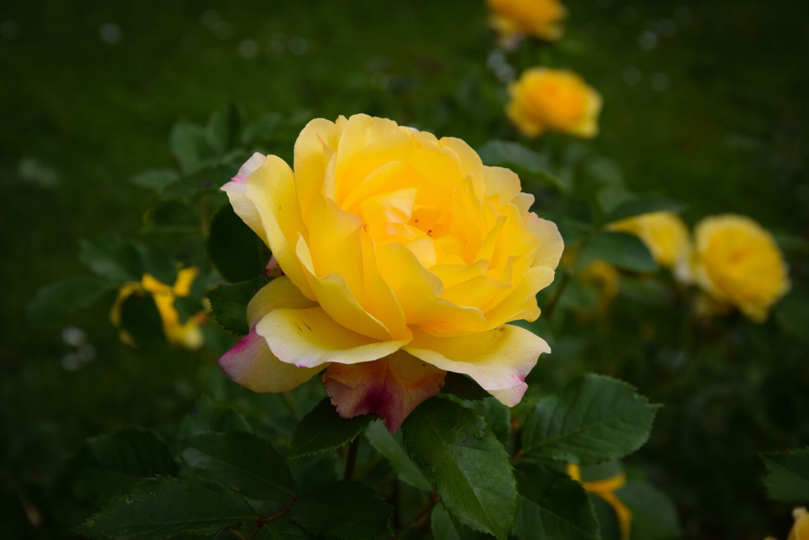 Nikon D5300 sample photo. Rose, yellow, gelb photography