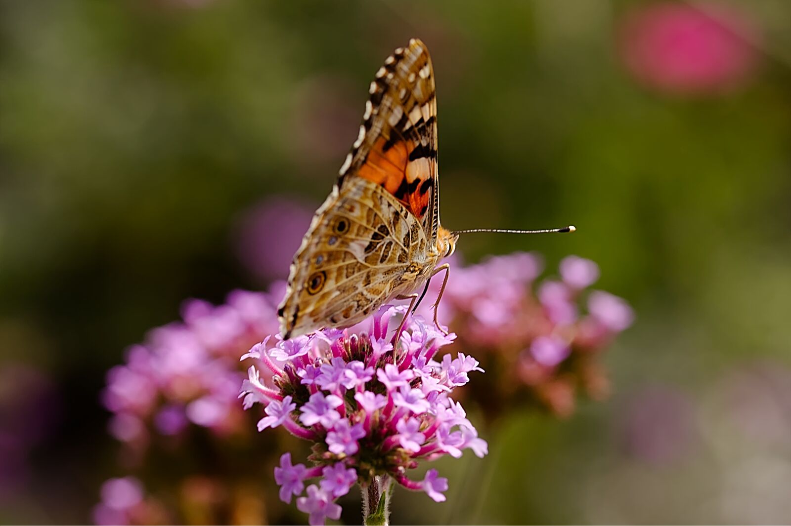 Canon EF-S 60mm F2.8 Macro USM sample photo. Butterfly, insect, nature photography