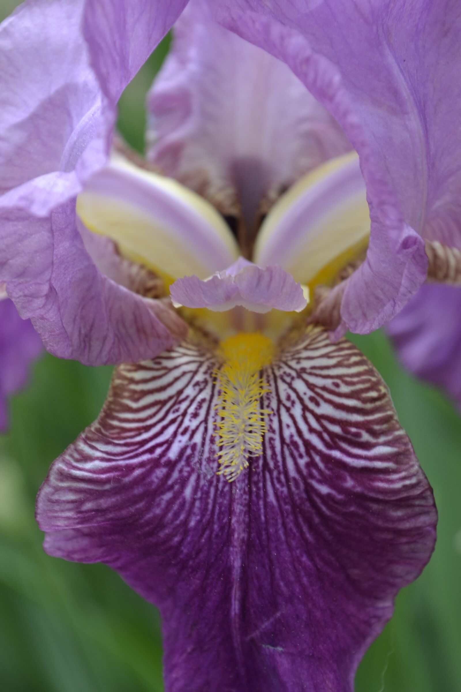 Nikon D3100 sample photo. Flower, purple, iris photography