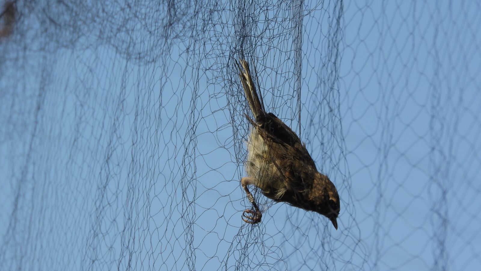 Nikon Coolpix P610 sample photo. Ornithology, caught a bird photography