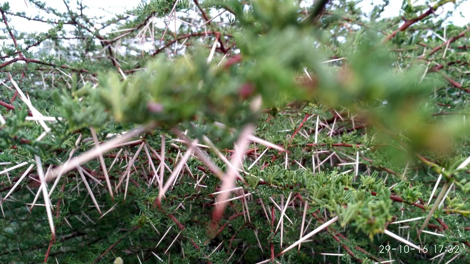 Xiaomi Redmi 3S sample photo. Close, up, of, grass photography